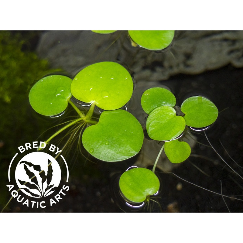 Amazon Frogbit AKA Spongeplant (Limnobium laevigatum), Aquatic Arts Grown! 3 Pods