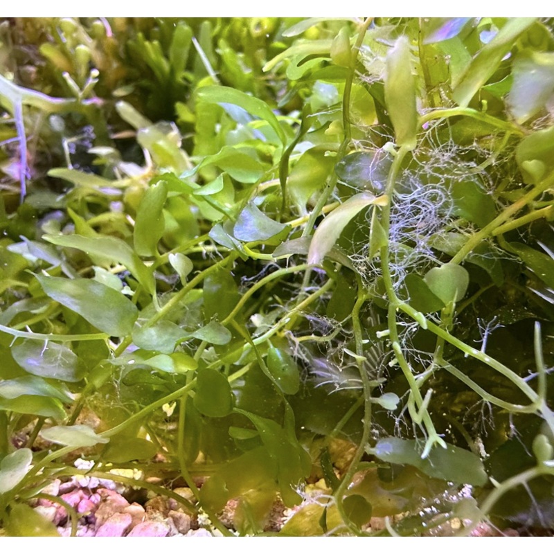 Caulerpa sp (Handful Bag)