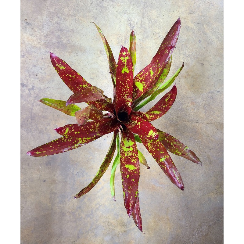 Neoregelia “Osser”