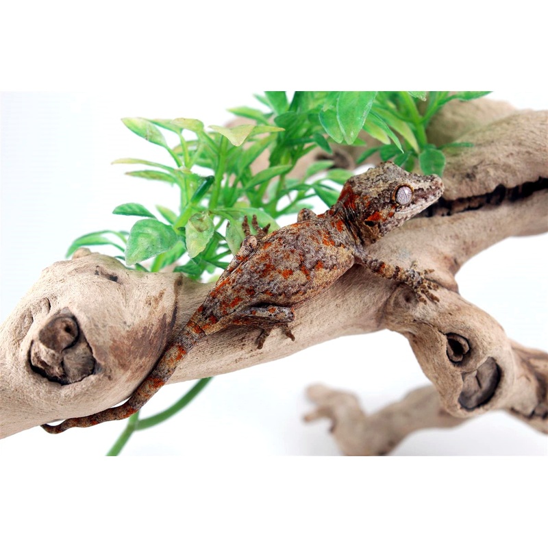 Orange Reticulated Gargoyle Gecko