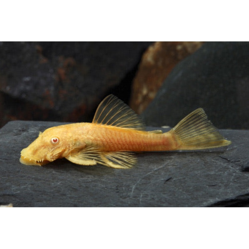 Albino Bristlenose 2″