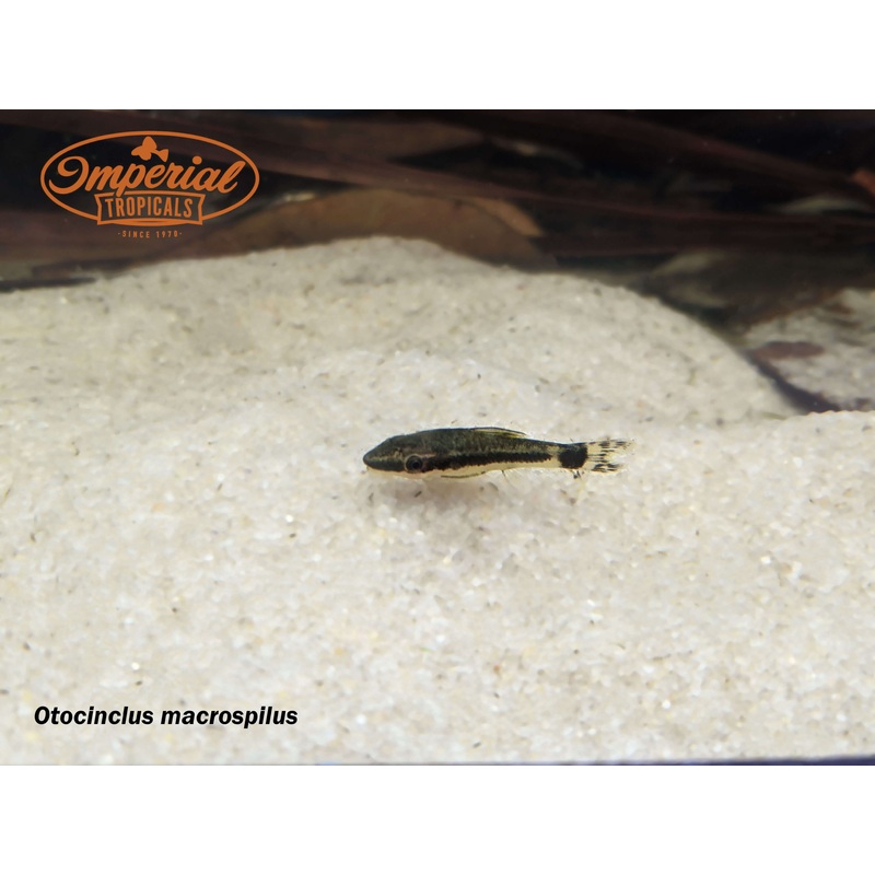Common Oto 0.5-1″ Unsexed