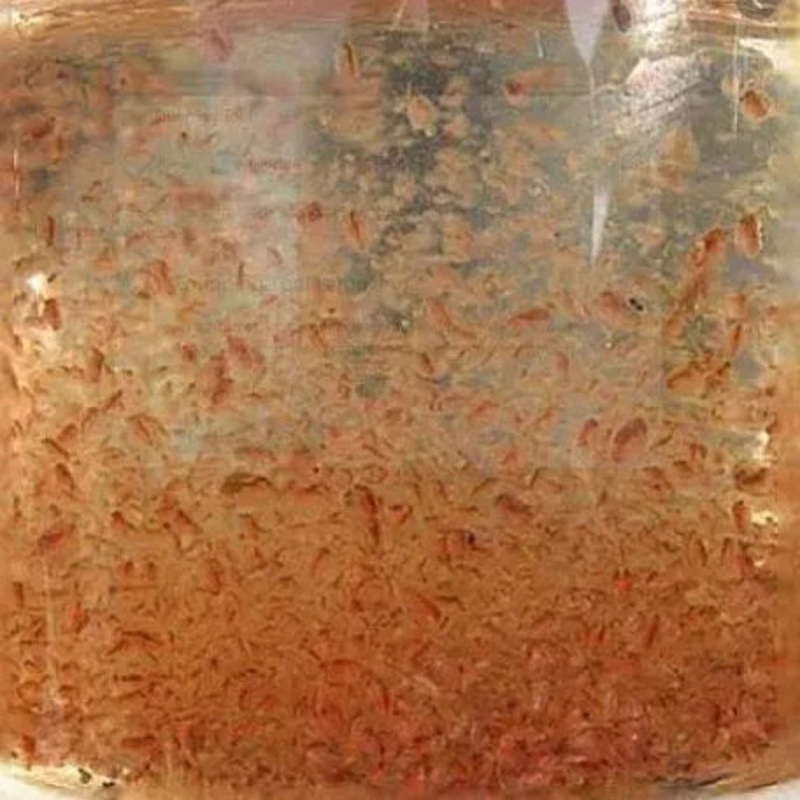 Daphnia Live Culture – Baby fish food 1 starter culture (300 daphnia Live )
