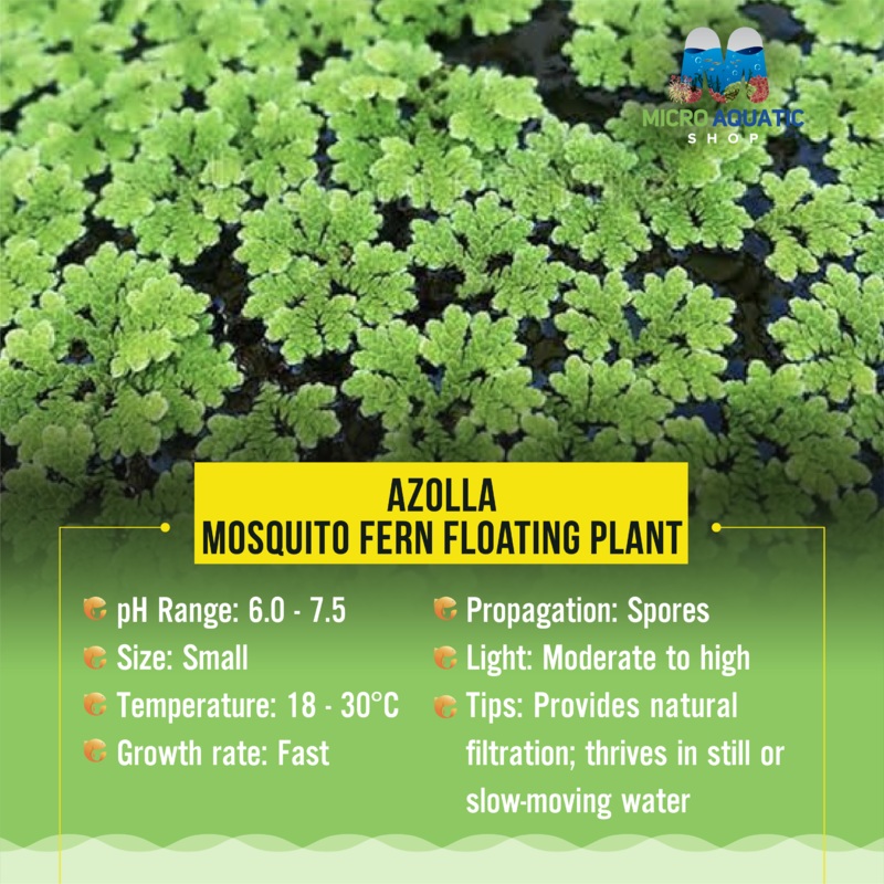 Floating Plant Azolla – Mosquito Fern 5x5cm portion