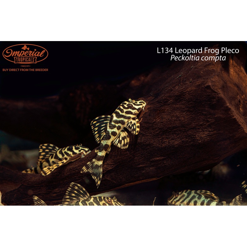 L134 Leopard Frog Pleco 2-3″ Unsexed