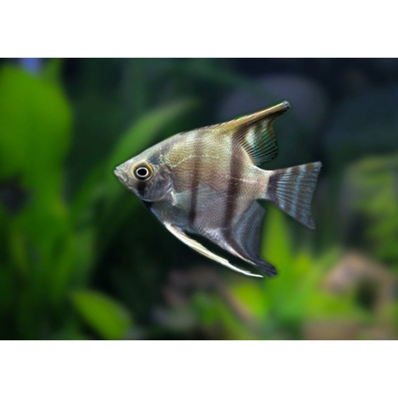 Peruvian Altum Angel 3-5cm