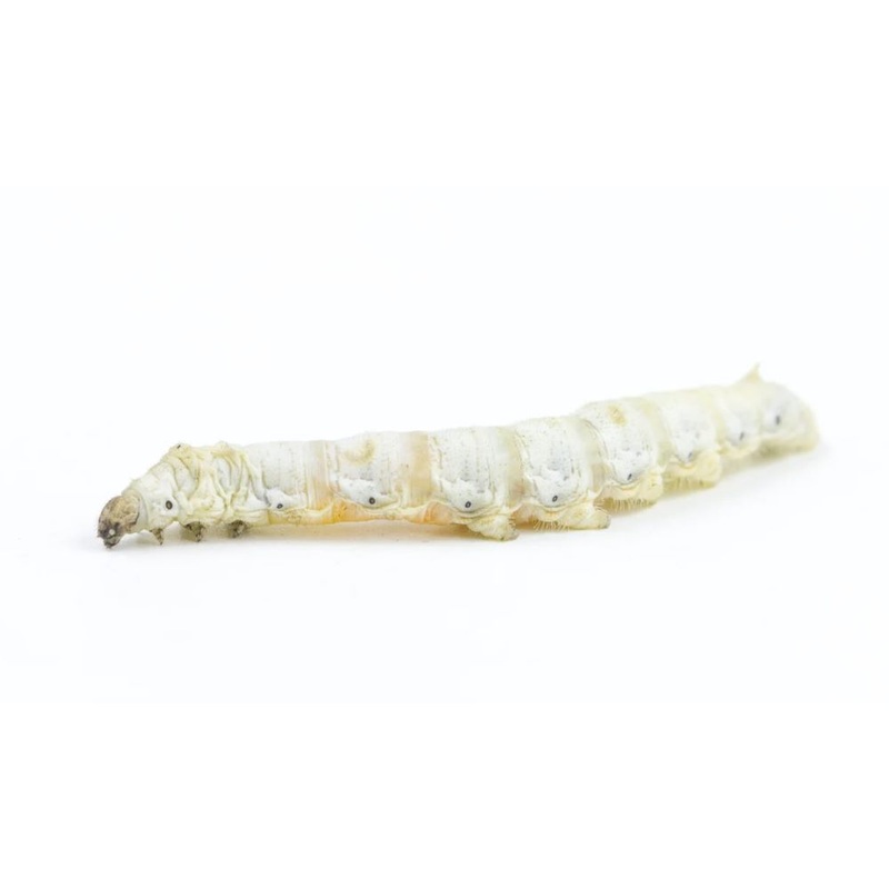 Silkworm (In Store Pickup only) 1