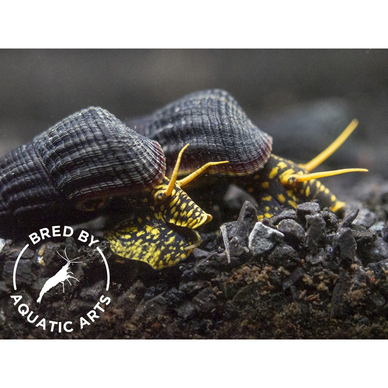 Yellow Spotted Giant Sulawesi Rabbit Snail (Tylomelania patriarchalis), BREDBY: AQUATIC ARTS 1 Juvenile Snail