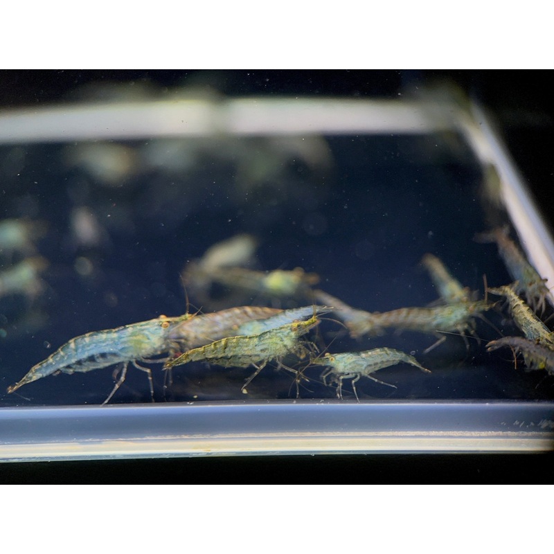 Algae Eating Shrimp