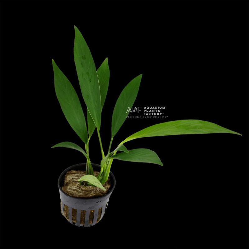 Anubias Congensis Broad Leaf Bare-root Plants
