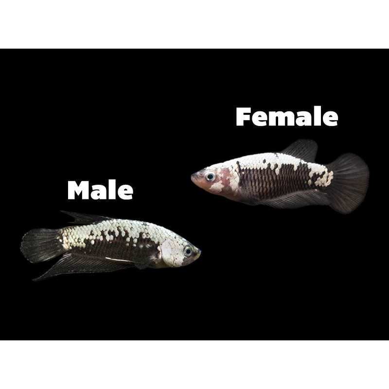 Assorted Black Samurai Plakat Betta (Betta splendens) – Tank-Bred! 1 MALE