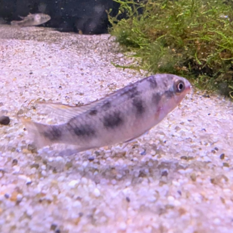 Blue Kribensis 4-6cm