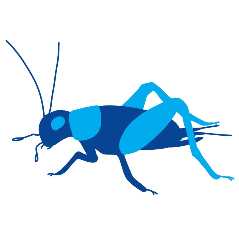 Feeder Cricket 12/$1 – Pinhead