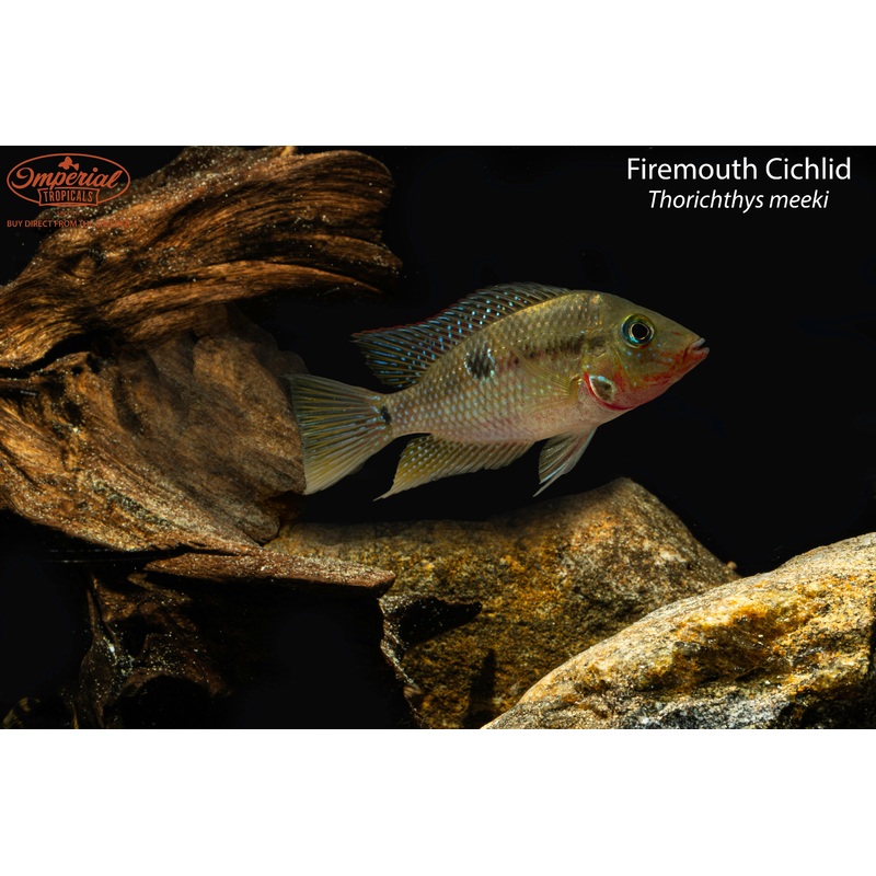 Firemouth Cichlid 1-2″ Unsexed