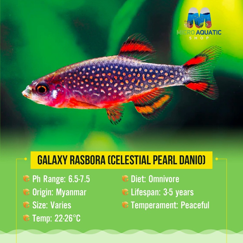Galaxy Rasbora (Celestial Pearl Danio) 1 Rasbora 1cm