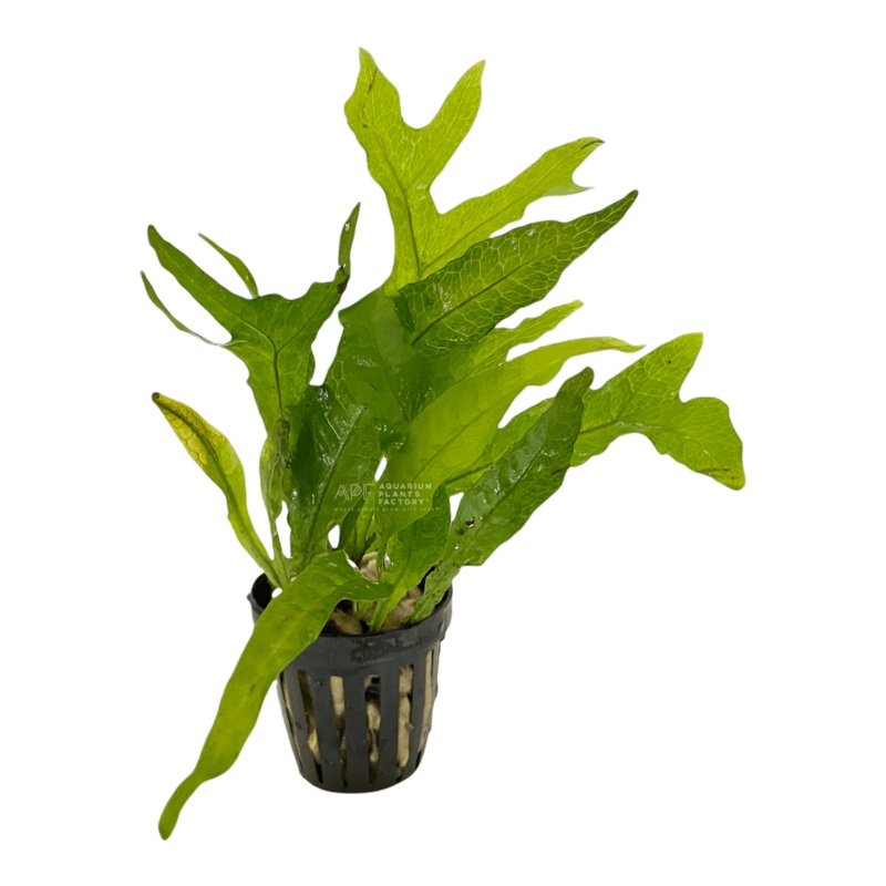 Java Fern Thor’s Hammer Bare-root Plants
