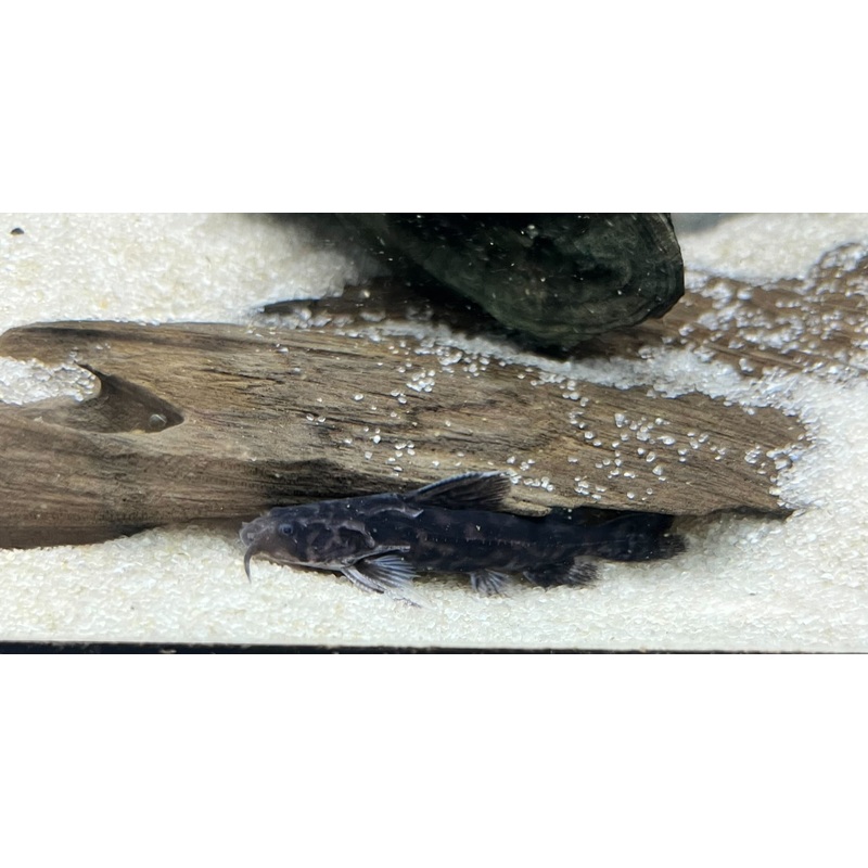 Jewel Spotted Doradid 2-3″ Unsexed
