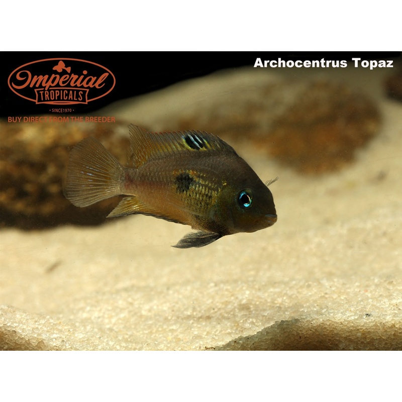 Topaz Cichlid 1-2″ Unsexed