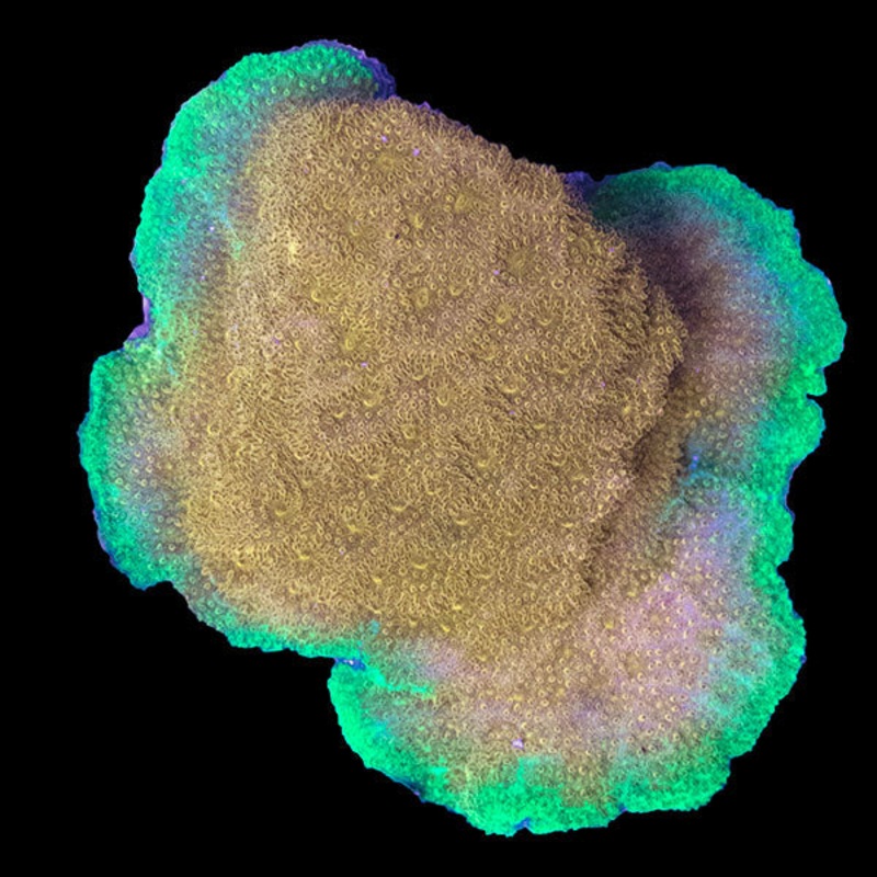 WYSIWYG aquacultured Biota Do-Si-Do Psammocora
