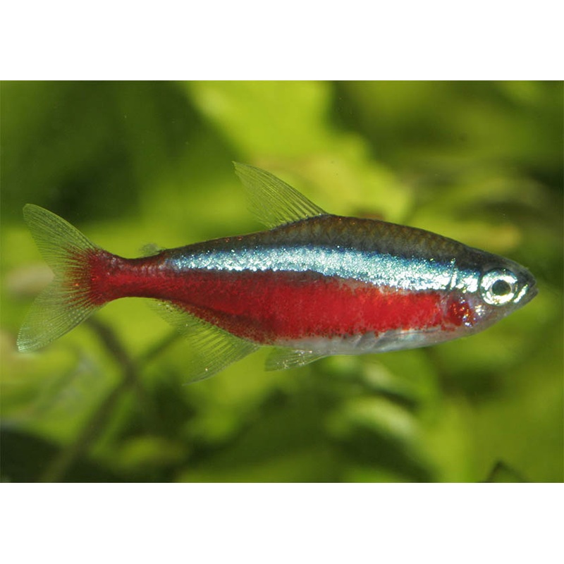 Cardinal Tetra 1.5-2.5cm