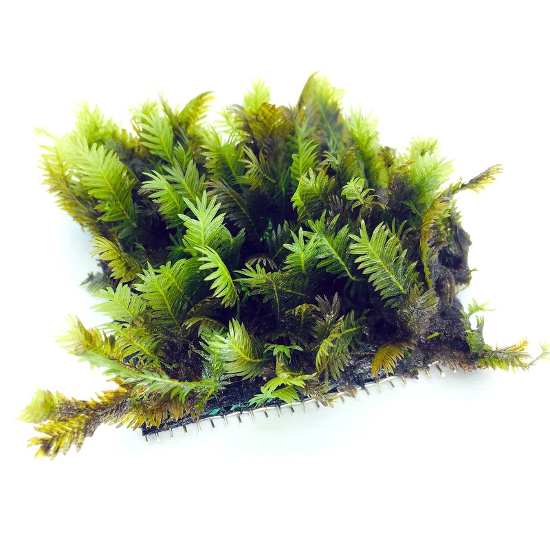 Fissiden On Mesh (3″ x 3″)