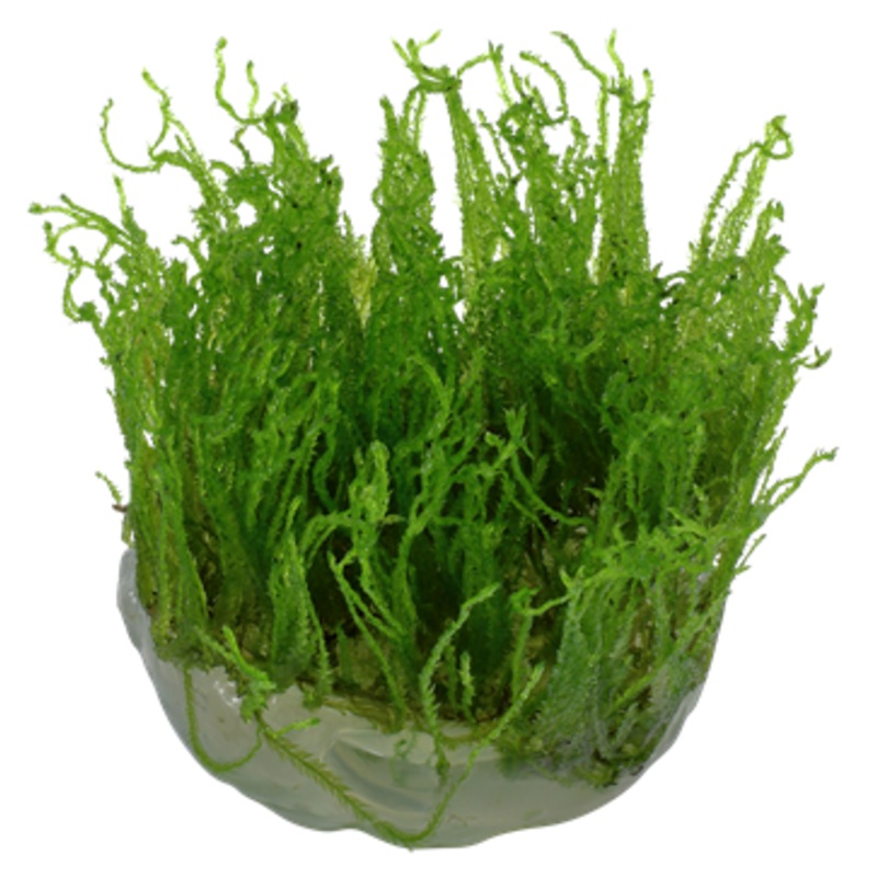 ORIENTAL TC (Taxiphyllum ‘Taiwan Moss’ / C31496)