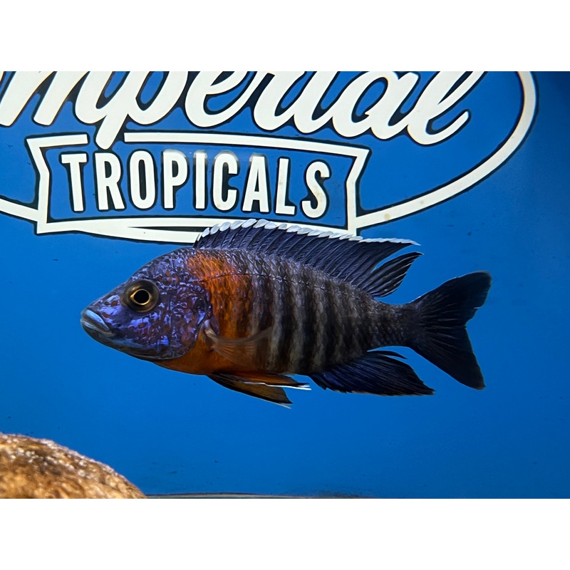 Red Shoulder Peacock “Chiloelo” 1-2″ Unsexed