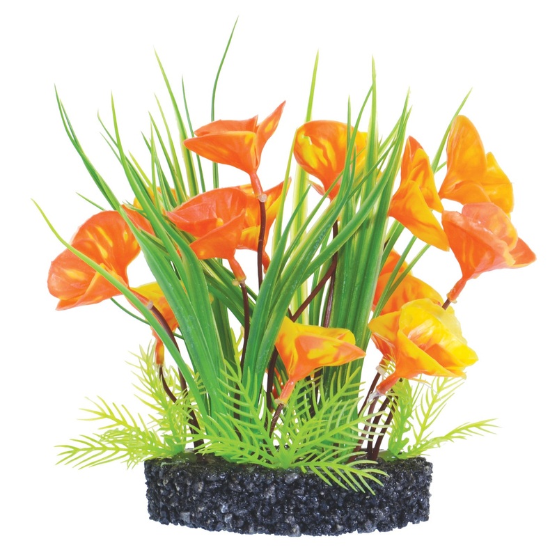 Underwater Treasures Lunar Lily Bush 10 inch