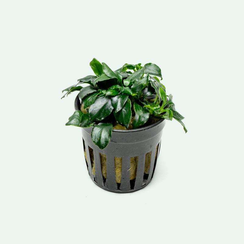 Anubias Barteri Dark Angel