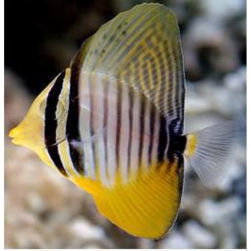 Desjardini Tang