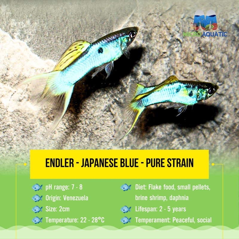 Endler – Japanese Blue – Pure Strain 1 Male