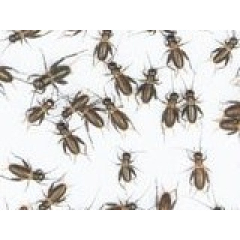 Feeder Crickets XS (Pack of approx. 60pcs)