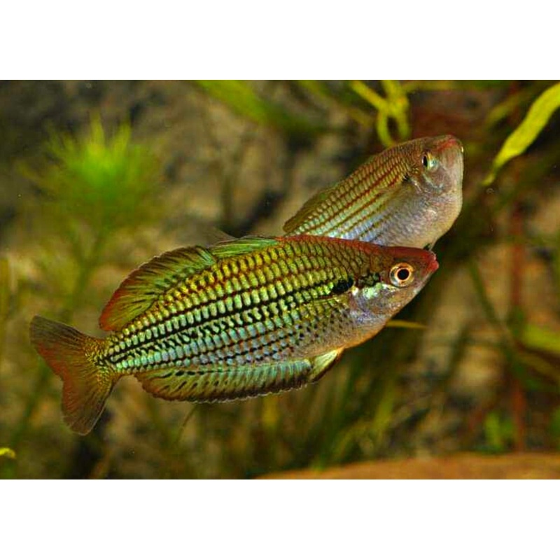 Fly River Rainbowfish – M. sexlineata 3-6cm