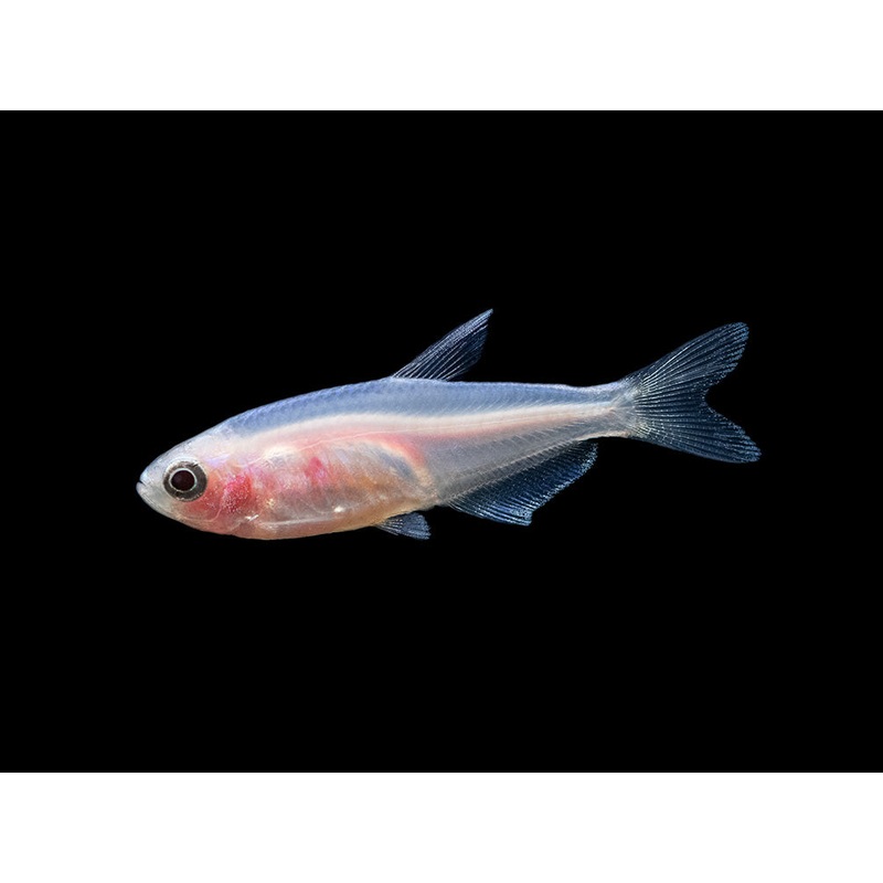 Golden Blue/Purple Emperor Tetra (Inpaichthys kerri) – Tank-Bred! School of 3