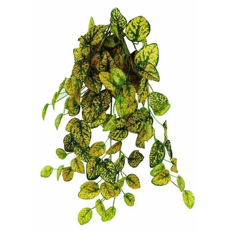 Pangea Japanese Laurel Hanging Bush 18″
