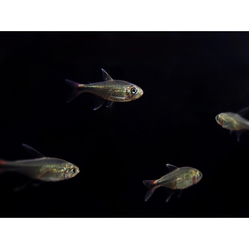Phoenix Tetra