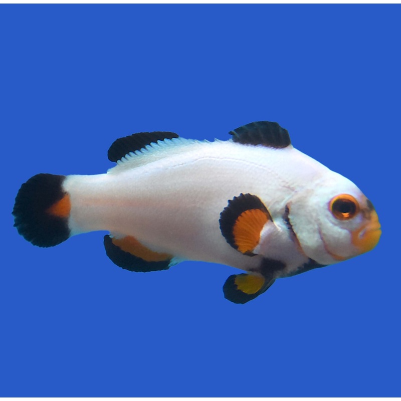 Platnium Clownfish 1 Lot
