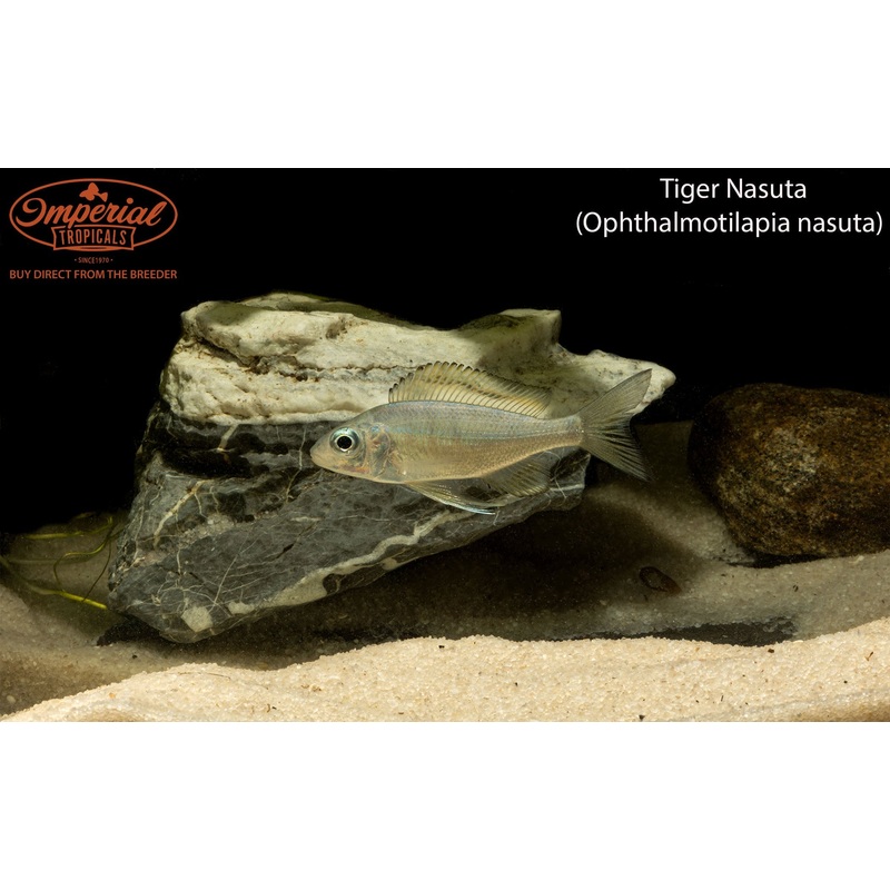 Tiger Nasuta 2-3″ Unsexed