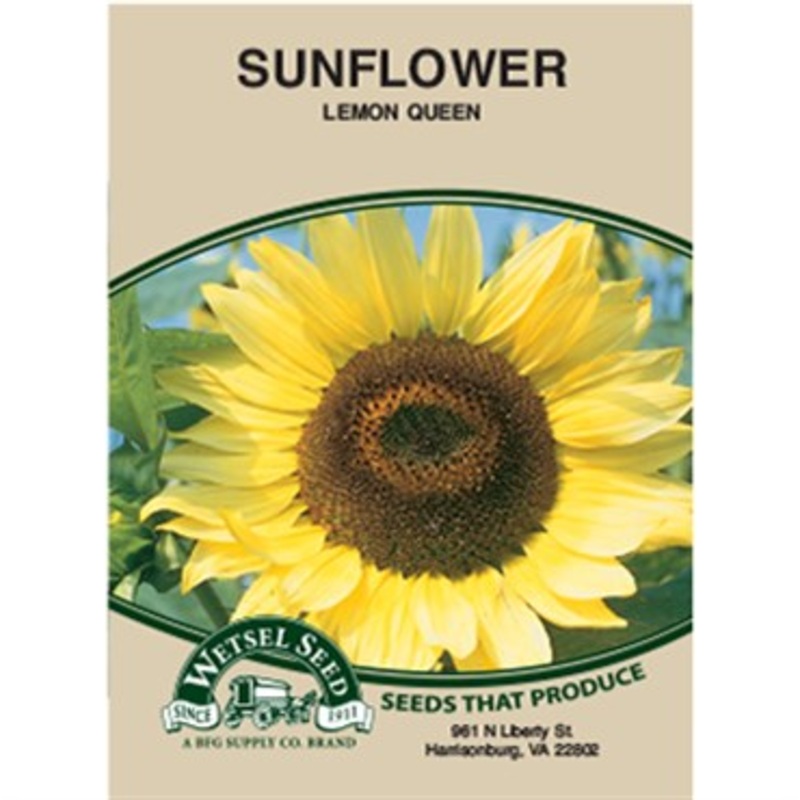 Wetsel Seed Sunflower – Lemon Queen