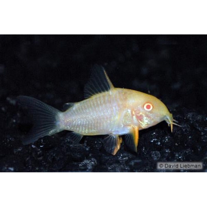 Albino Sterbai Corydoras