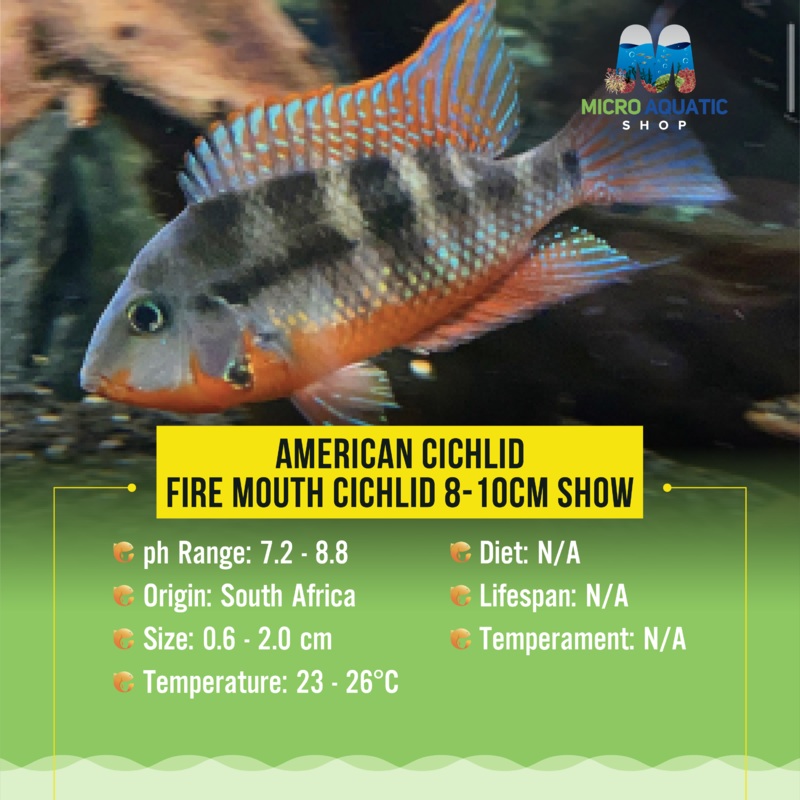 American Cichlid Fire Mouth Cichlid 1 fish 6cm