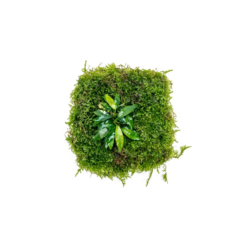 Anubias Minima u0026 Christmas Moss – Foresta Mat