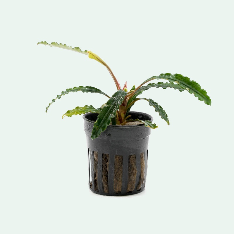 Bucephalandra Theia