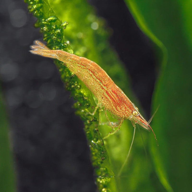 Caridina Babaulti ‘Green’ Imported 5 Shrimp
