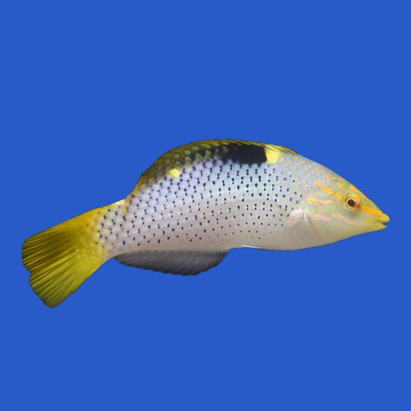 Checkerboard Wrasse Small (under 2 inch)