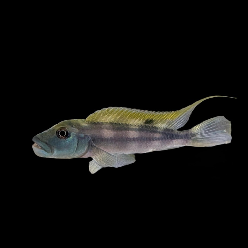 Cichlid – Buffalo Head “Ultra Slender”