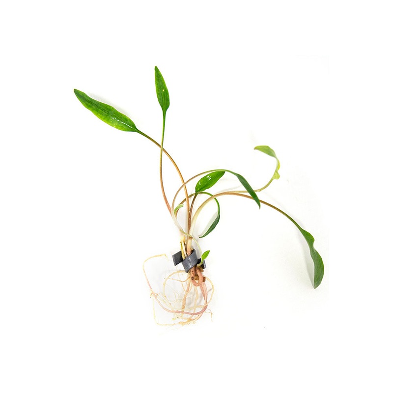 Cryptocoryne lutea, bare root 1 Plant