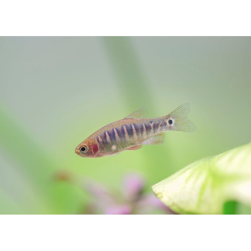 Emerald Rasbora 1-2cm