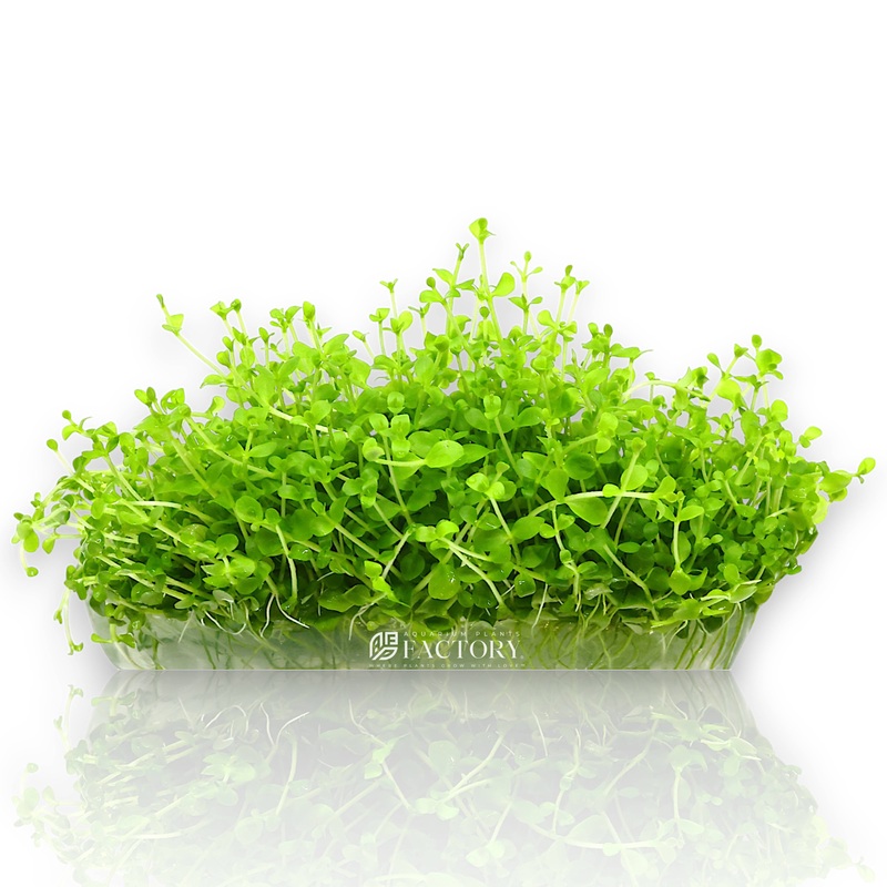 Micranthemum Monte Carlo Vitro Culture