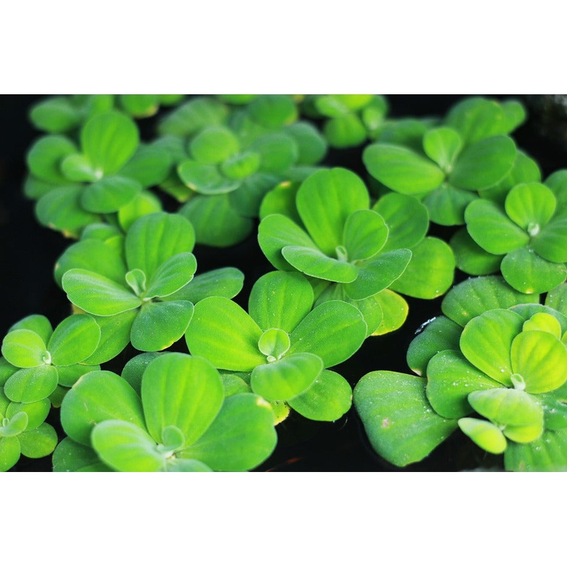 Pistia Stratiotes – Water Lettuce